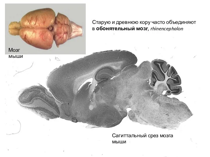 Сагиттальный срез мозга мыши Мозг мыши Старую и древнюю кору часто объединяют в обонятельный мозг, rhinencephalon