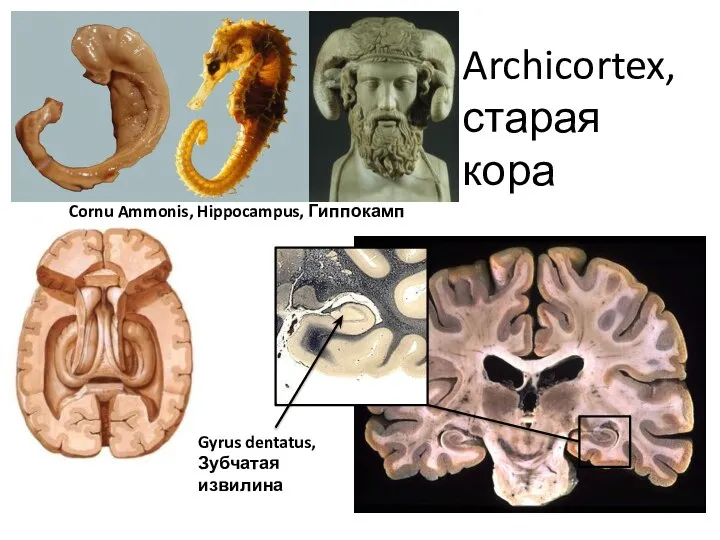 Archicortex, старая кора Gyrus dentatus, Зубчатая извилина Cornu Ammonis, Hippocampus, Гиппокамп