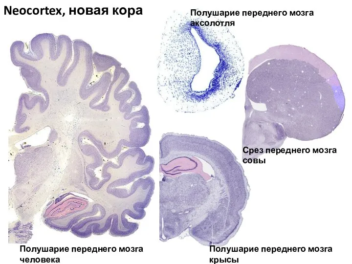 Neocortex, новая кора Полушарие переднего мозга аксолотля Срез переднего мозга совы Полушарие