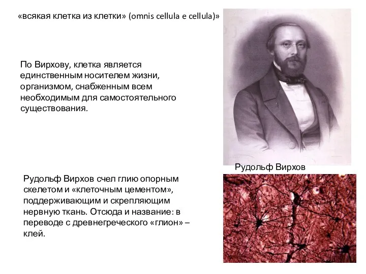 Рудольф Вирхов (1821—1902) Рудольф Вирхов счел глию опорным скелетом и «клеточным цементом»,