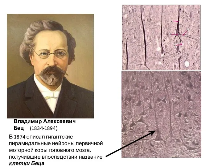 Владимир Алексеевич Бец (1834-1894) В 1874 описал гигантские пирамидальные нейроны первичной моторной