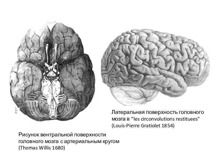 Рисунок вентральной поверхности головного мозга с артериальным кругом (Thomas Willis 1680) Латеральная