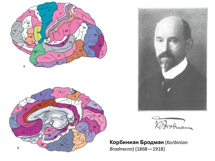 Корбиниан Бродман (Korbinian Brodmann) (1868—1918)