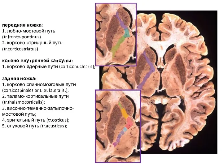 передняя ножка: 1. лобно-мостовой путь (tr.fronto-pontinus) 2. корково-стриарный путь (tr.corticostriatus) колено внутренней