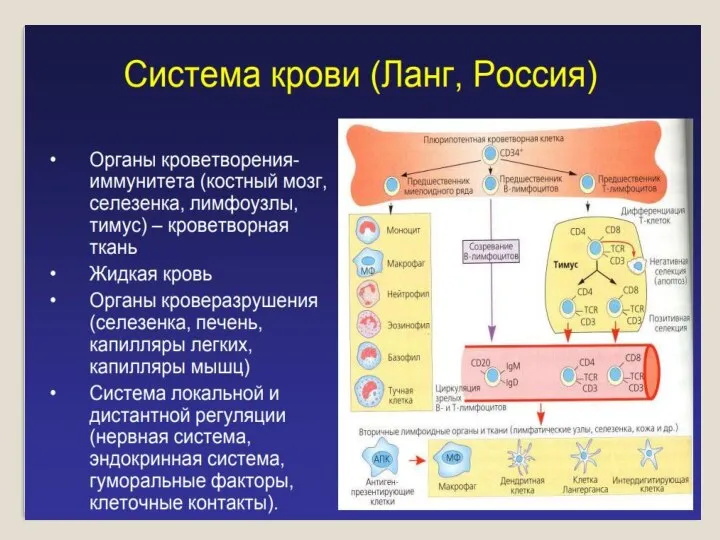 Система крови (Г. Ланг) 1. Периферическая кровь, циркулирующая по сосудам 2. Органы