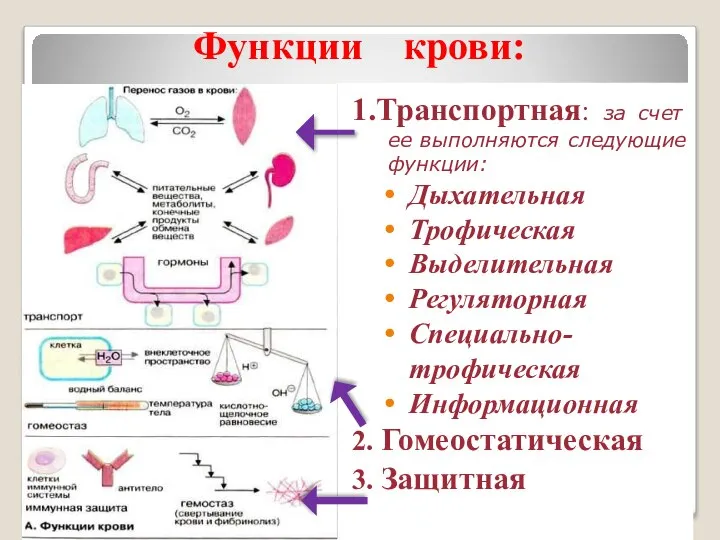 Функции крови: 1.Транспортная: за счет ее выполняются следующие функции: Дыхательная Трофическая Выделительная