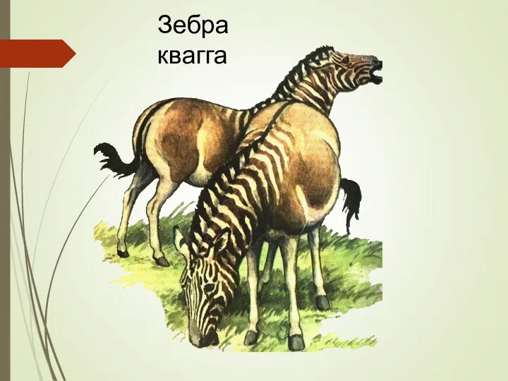 Зебра квагга