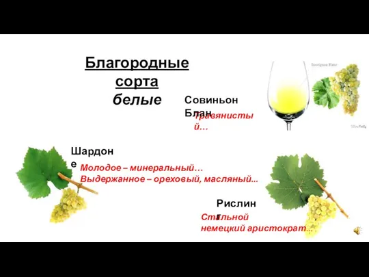 Благородные сорта белые Травянистый… Совиньон Блан Стальной немецкий аристократ… Рислинг Молодое –