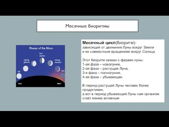 Месячные биоритмы Месячный цикл(биоритм)- зависящий от движения Луны вокруг Земли и их