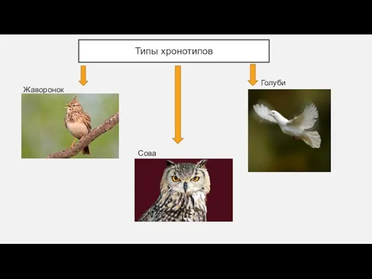 Типы хронотипов Жаворонок Сова Голуби