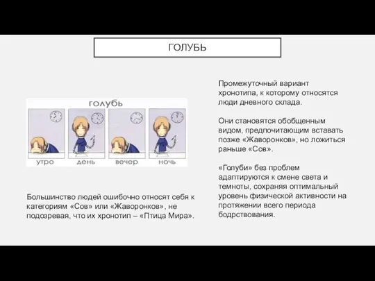 ГОЛУБЬ Промежуточный вариант хронотипа, к которому относятся люди дневного склада. Они становятся