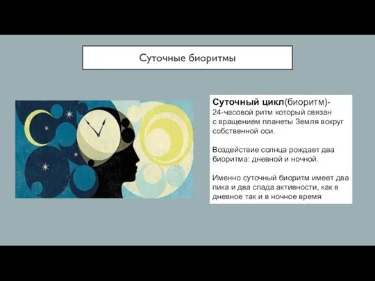Суточные биоритмы Суточный цикл(биоритм)- 24-часовой ритм который связан с вращением планеты Земля