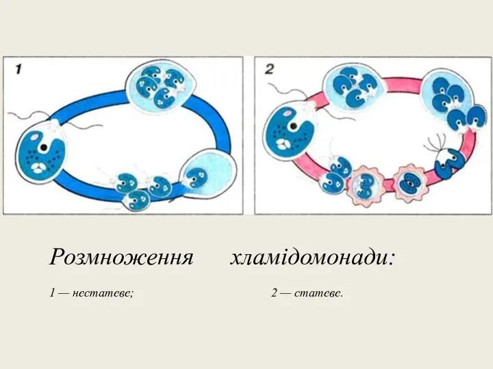 Розмноження хламідомонади: 1 — нестатеве; 2 — статеве.