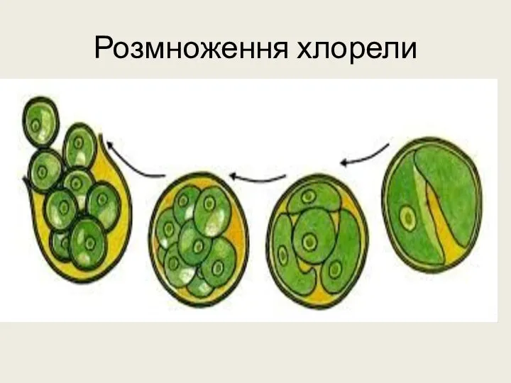 Розмноження хлорели