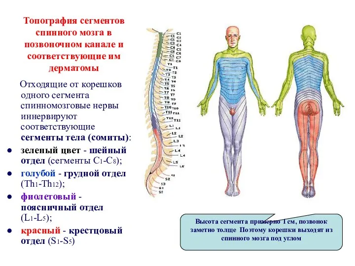 Отходящие от корешков одного сегмента спинномозговые нервы иннервируют соответствующие сегменты тела (сомиты):