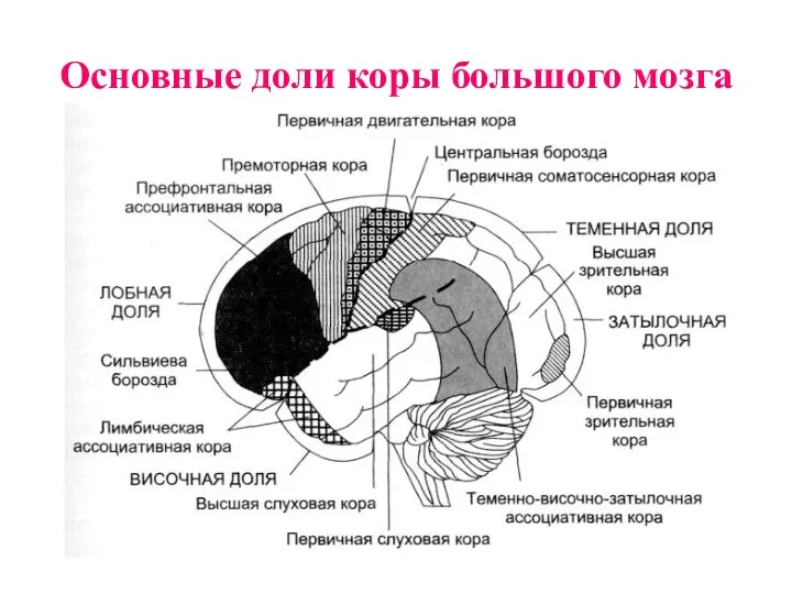 Основные доли коры большого мозга