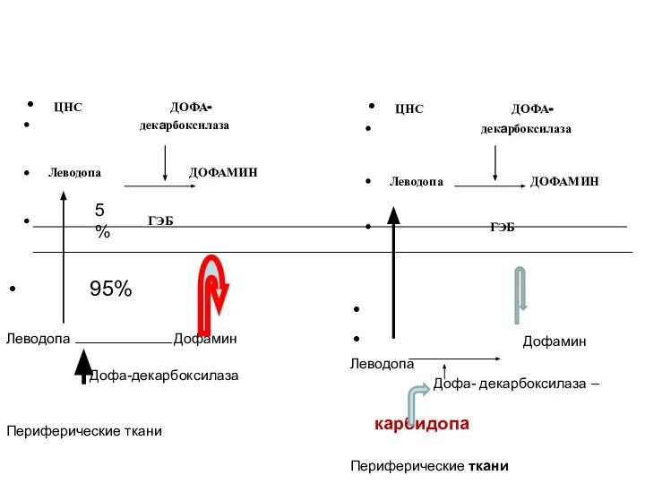 ЦНС ДОФА- декарбоксилаза Леводопа ДОФАМИН ГЭБ ЦНС ДОФА- декарбоксилаза Леводопа ДОФАМИН ГЭБ