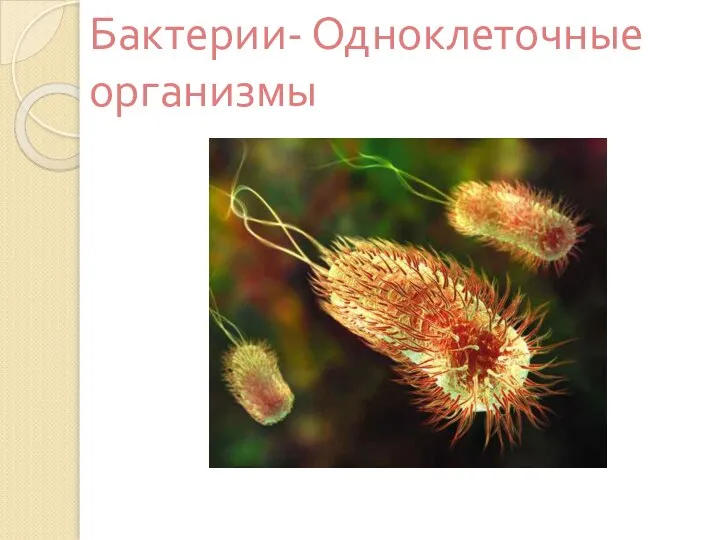 Бактерии- Одноклеточные организмы
