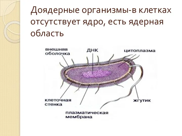 Доядерные организмы-в клетках отсутствует ядро, есть ядерная область