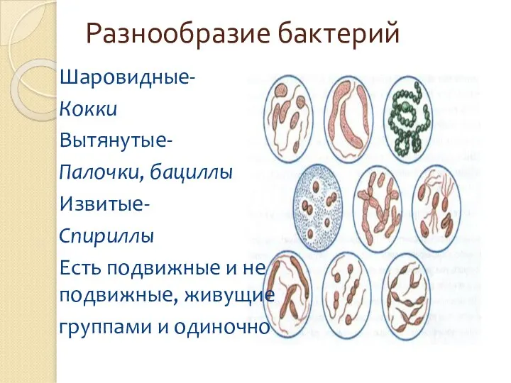 Разнообразие бактерий Шаровидные- Кокки Вытянутые- Палочки, бациллы Извитые- Спириллы Есть подвижные и