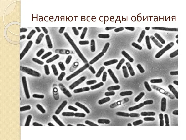 Населяют все среды обитания