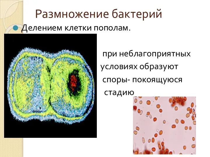 Размножение бактерий Делением клетки пополам. при неблагоприятных условиях образуют споры- покоящуюся стадию