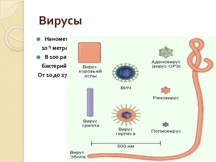 Вирусы Нанометр – 10-9 метра В 100 раз меньше бактерий От 10 до 275 нм