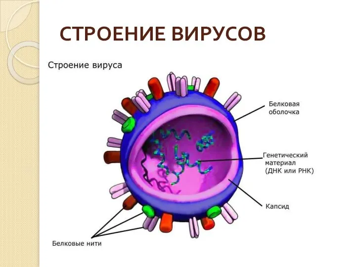 СТРОЕНИЕ ВИРУСОВ