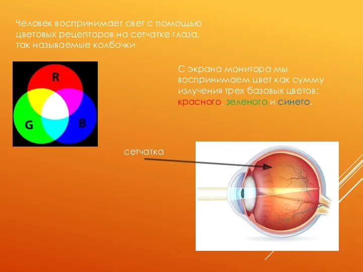 Человек воспринимает свет с помощью цветовых рецепторов на сетчатке глаза, так называемые
