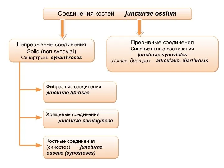 Соединения костей juncturae ossium Непрерывные соединения Solid (non synovial) Синартрозы synarthroses Прерывные