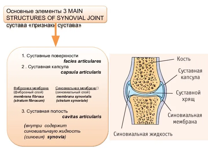 Основные элементы 3 MAIN STRUCTURES OF SYNOVIAL JOINT сустава «признаки сустава» .