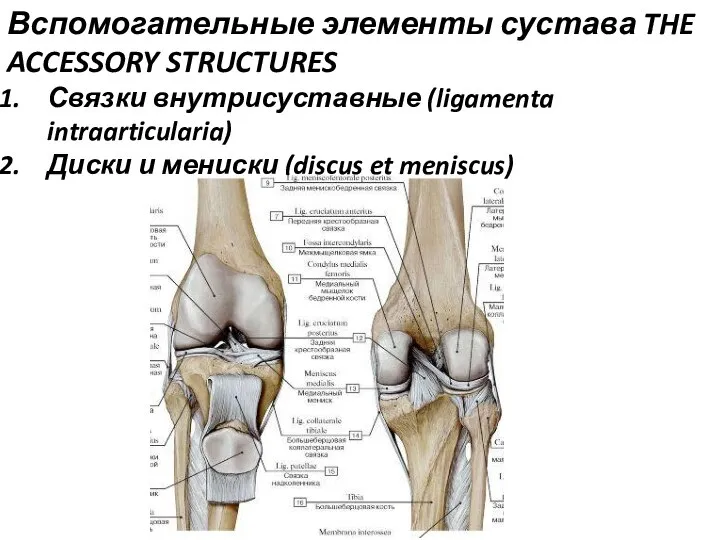 Вспомогательные элементы сустава THE ACCESSORY STRUCTURES Связки внутрисуставные (ligamenta intraarticularia) Диски и мениски (discus et meniscus)