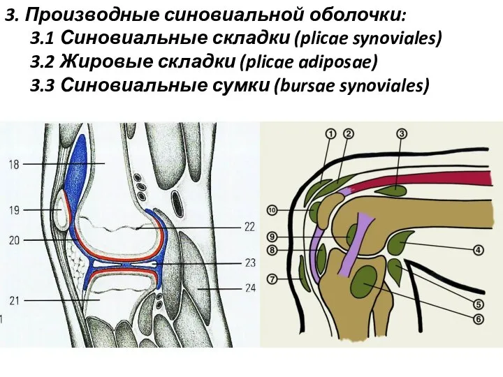 3. Производные синовиальной оболочки: 3.1 Синовиальные складки (plicae synoviales) 3.2 Жировые складки