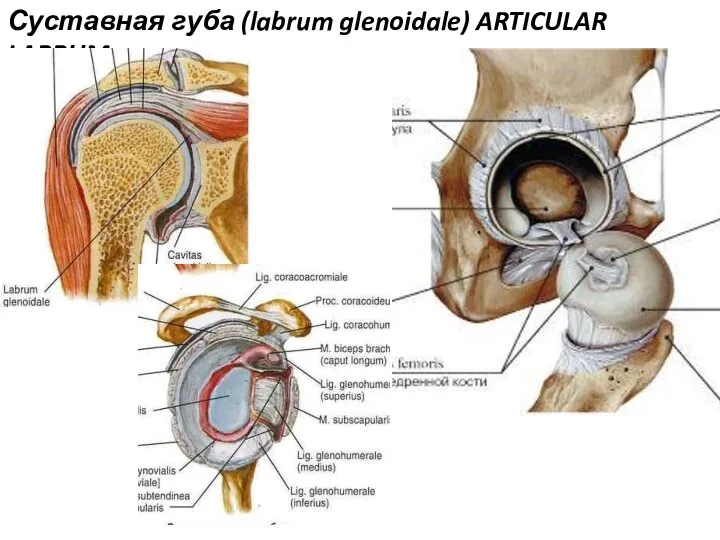 Суставная губа (labrum glenoidale) ARTICULAR LABRUM