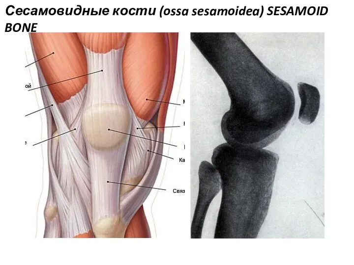 Сесамовидные кости (ossa sesamoidea) SESAMOID BONE