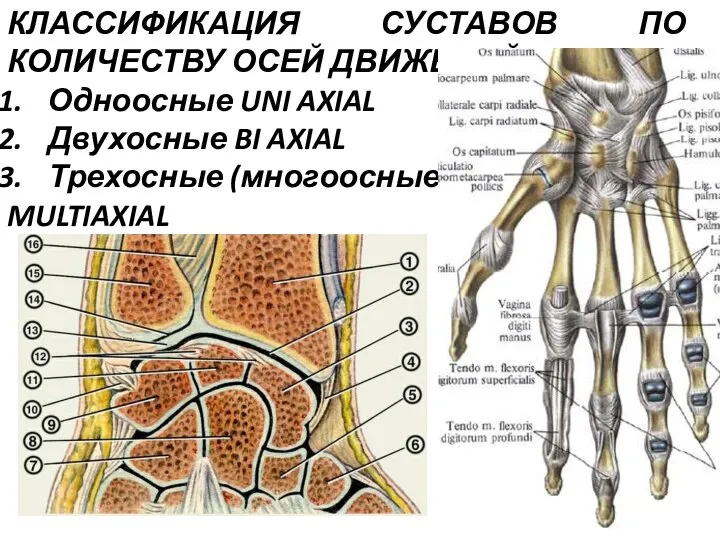 КЛАССИФИКАЦИЯ СУСТАВОВ ПО КОЛИЧЕСТВУ ОСЕЙ ДВИЖЕНИЙ: Одноосные UNI AXIAL Двухосные BI AXIAL Трехосные (многоосные) MULTIAXIAL