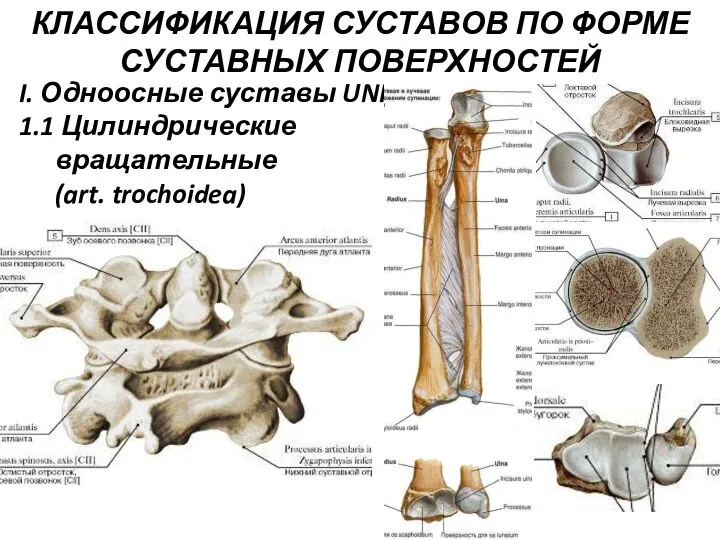 КЛАССИФИКАЦИЯ СУСТАВОВ ПО ФОРМЕ СУСТАВНЫХ ПОВЕРХНОСТЕЙ I. Одноосные суставы UNI 1.1 Цилиндрические вращательные (art. trochoidea)