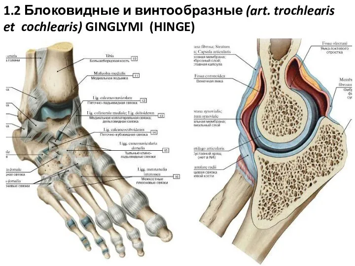 1.2 Блоковидные и винтообразные (art. trochlearis et cochlearis) GINGLYMI (HINGE)