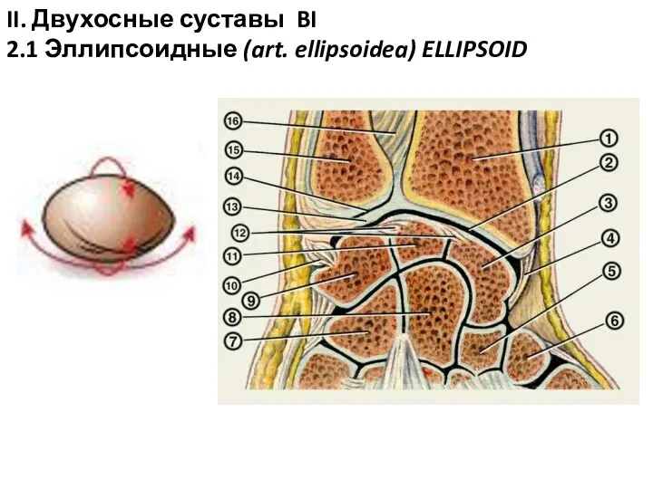 II. Двухосные суставы BI 2.1 Эллипсоидные (art. ellipsoidea) ELLIPSOID