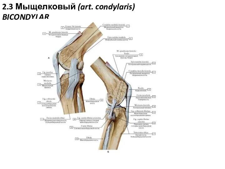 2.3 Мыщелковый (art. condylaris) BICONDYLAR