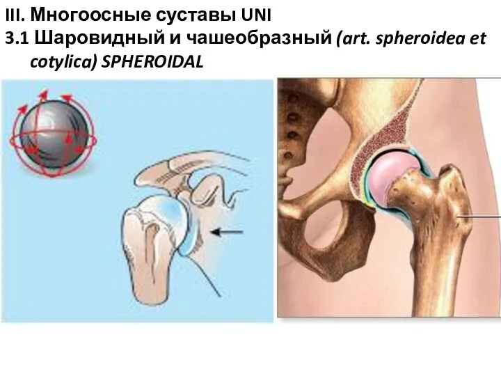 III. Многоосные суставы UNI 3.1 Шаровидный и чашеобразный (art. spheroidea et cotylica) SPHEROIDAL