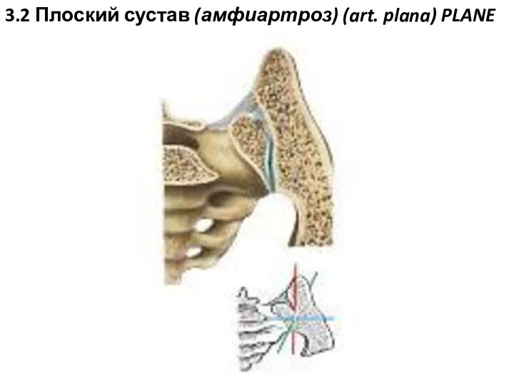 3.2 Плоский сустав (амфиартроз) (art. plana) PLANE