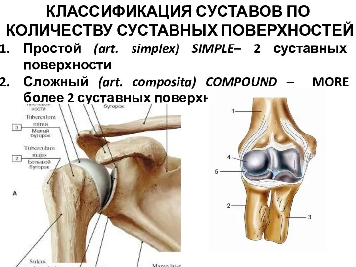 КЛАССИФИКАЦИЯ СУСТАВОВ ПО КОЛИЧЕСТВУ СУСТАВНЫХ ПОВЕРХНОСТЕЙ Простой (art. simplex) SIMPLE– 2 суставных