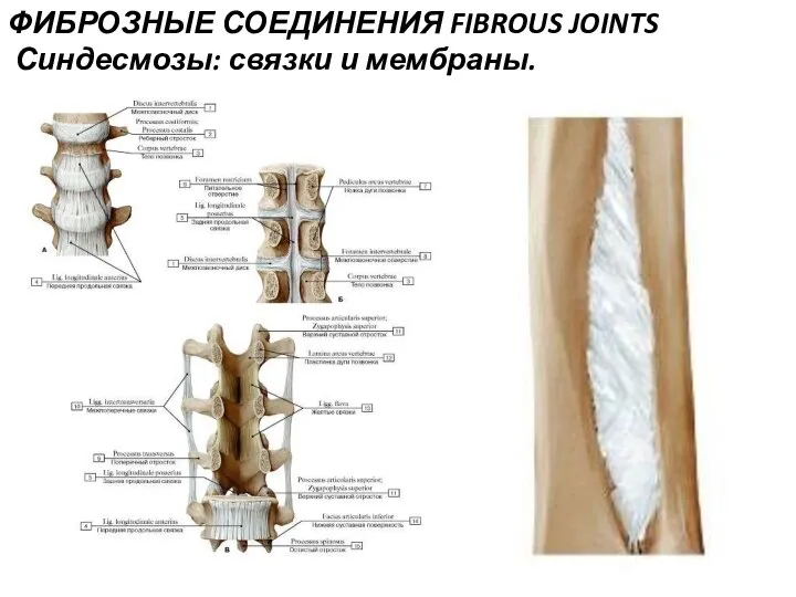 ФИБРОЗНЫЕ СОЕДИНЕНИЯ FIBROUS JOINTS Синдесмозы: связки и мембраны.