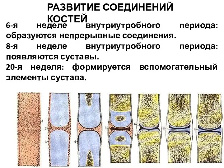 РАЗВИТИЕ СОЕДИНЕНИЙ КОСТЕЙ 6-я неделе внутриутробного периода: образуются непрерывные соединения. 8-я неделе