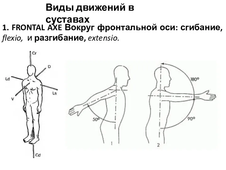 Виды движений в суставах 1. FRONTAL AXE Вокруг фронтальной оси: сгибание, flexio, и разгибание, extensio.