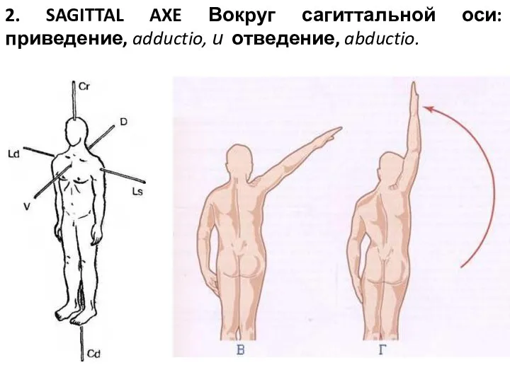 2. SAGITTAL AXE Вокруг сагиттальной оси: приведение, adductio, и отведение, abductio.