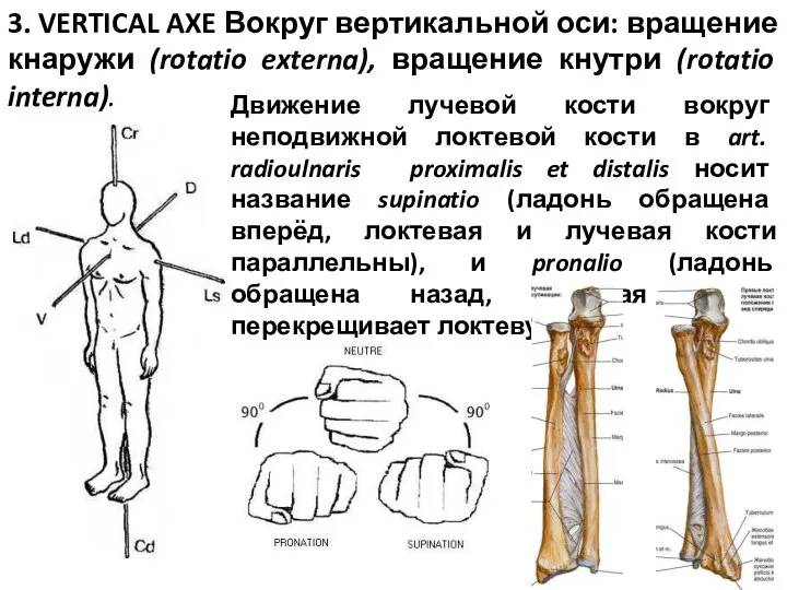 3. VERTICAL AXE Вокруг вертикальной оси: вращение кнаружи (rotatio externa), вращение кнутри