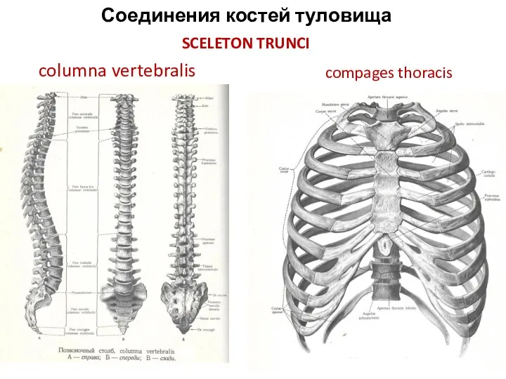 Соединения костей туловища SCELETON TRUNCI columna vertebralis compages thoracis