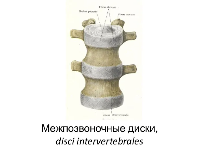 Межпозвоночные диски, disci intervertebrales